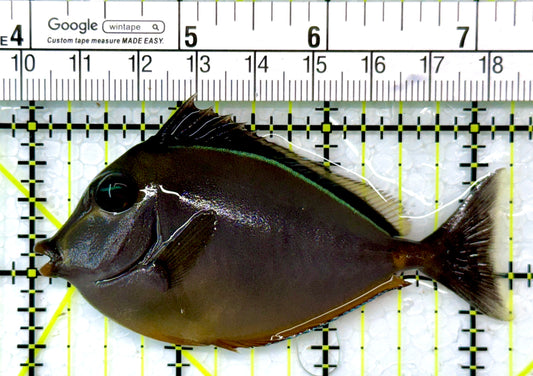 Naso Tang NT111003 WYSIWYG Size: M 3.25"