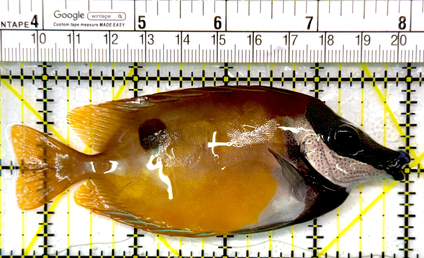 Onespot Foxface OF111003 WYSIWYVG Size: ML 4.25"