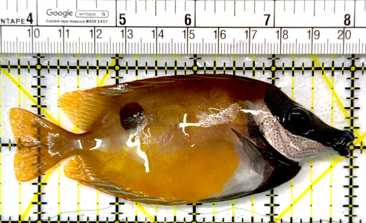 Onespot Foxface OF111003 WYSIWYVG Size: ML 4.25"