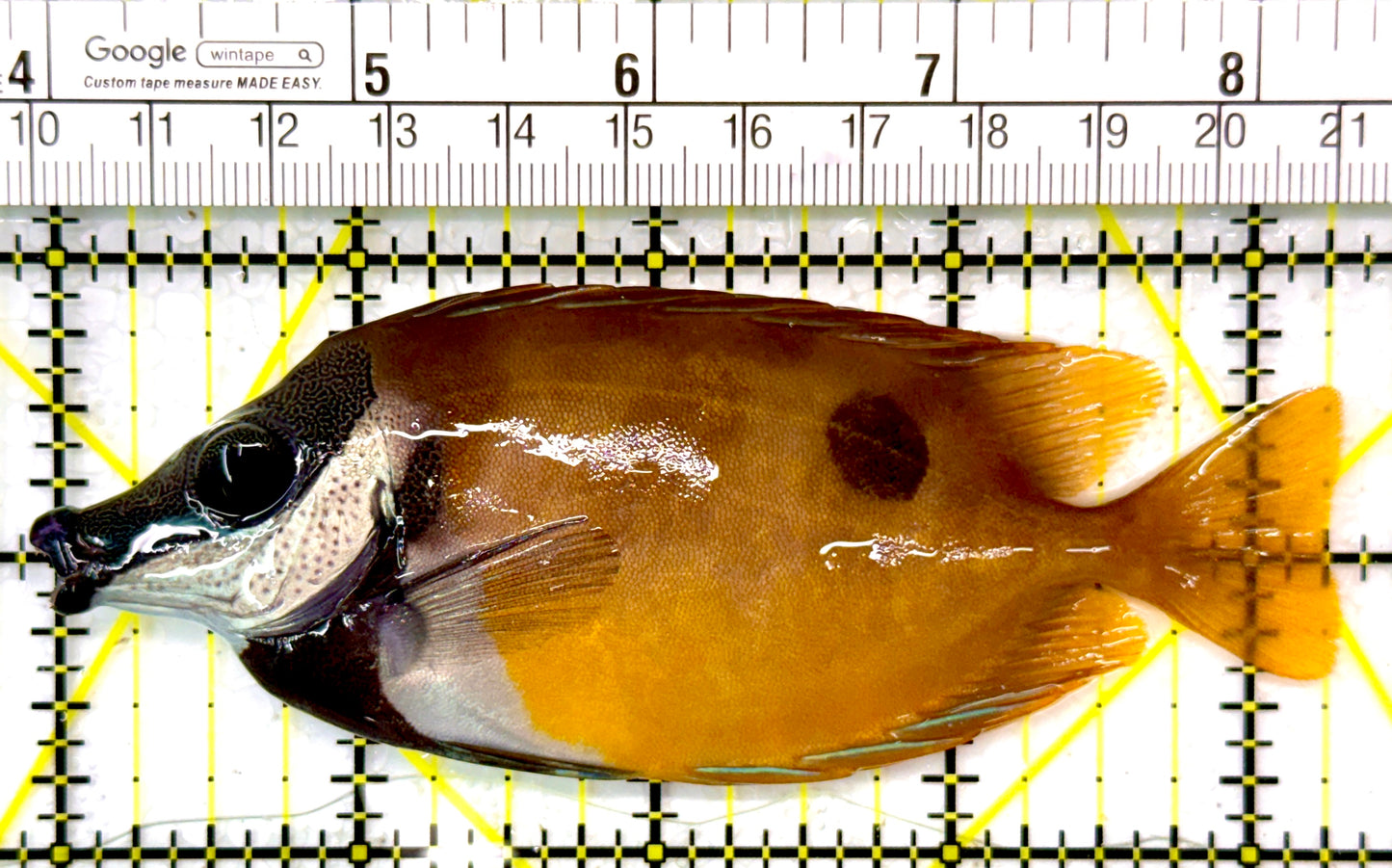 Onespot Foxface OF111003 WYSIWYVG Size: ML 4.25"