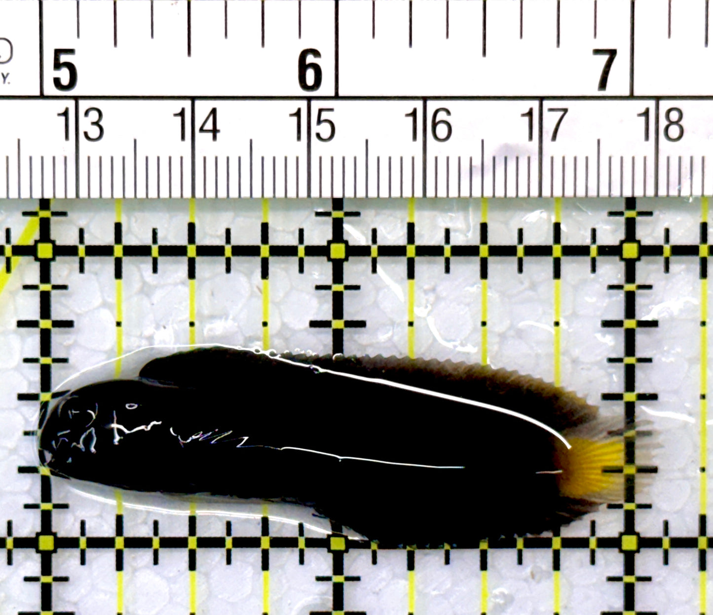 Goldentail Combtooth Blenny GCB111001 WYSIWYG Size: 2"