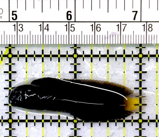 Goldentail Combtooth Blenny GCB111001 WYSIWYG Size: 2"