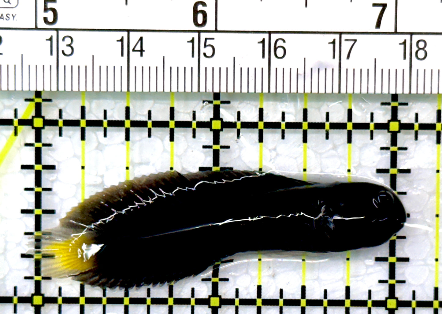 Goldentail Combtooth Blenny GCB111001 WYSIWYG Size: 2"