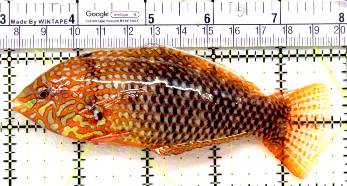 Ornate Leopard Wrasse OLW100603 WYSIWYG Size: XXL/SHOW 4.75" approx