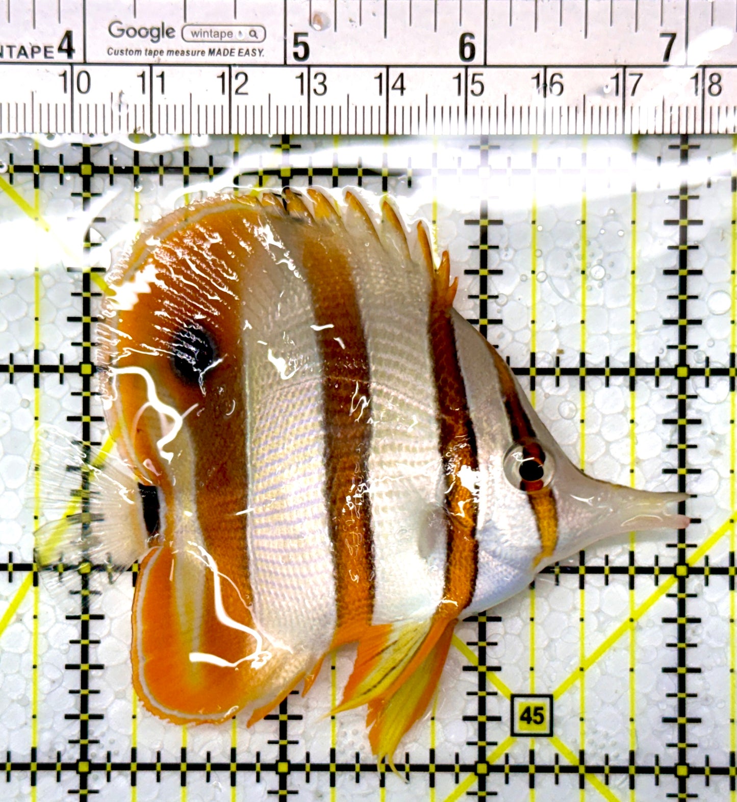 Copperband Butterflyfish CB111003 WYSIWYG Size: L 3.25"