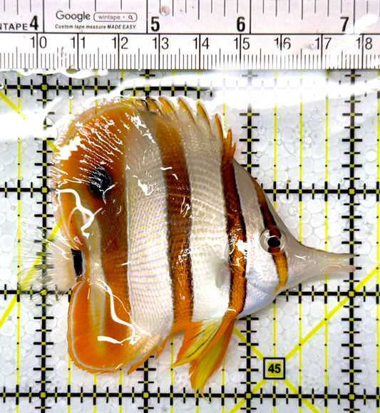 Copperband Butterflyfish CB111003 WYSIWYG Size: L 3.25"