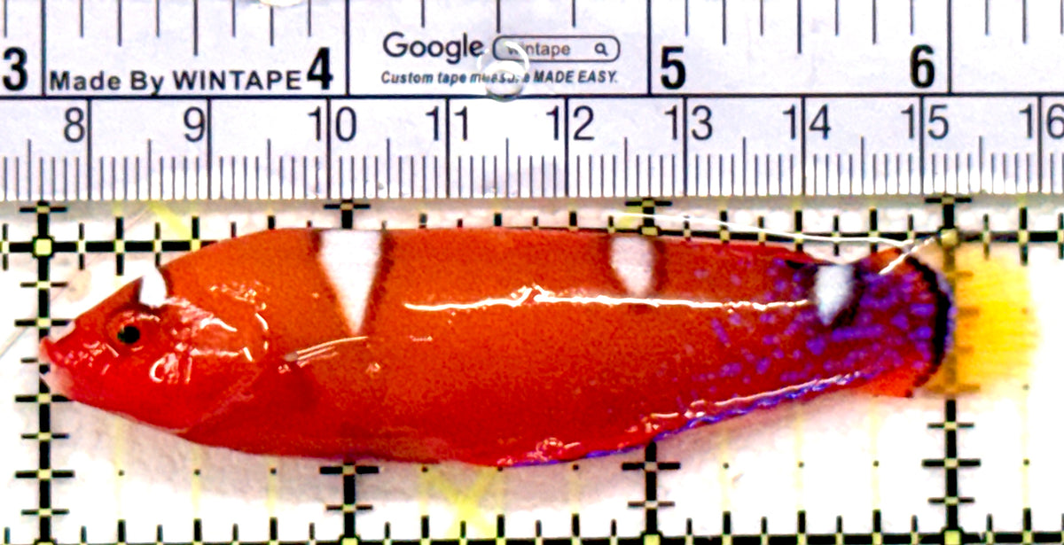 African Red Clown Coris Wrasse Juvenile ARCCWJ100601 WYSIWYG Size: L 3.25" approx