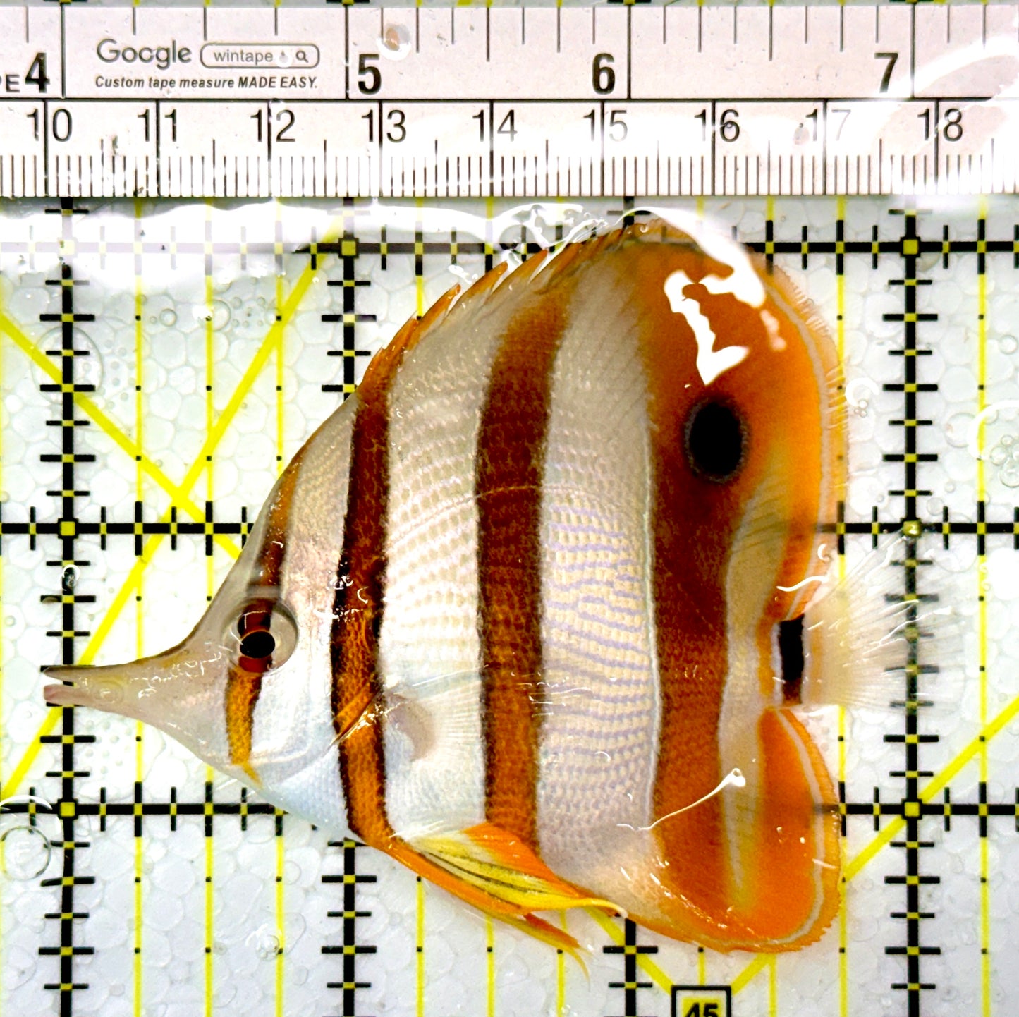Copperband Butterflyfish CB111003 WYSIWYG Size: L 3.25"