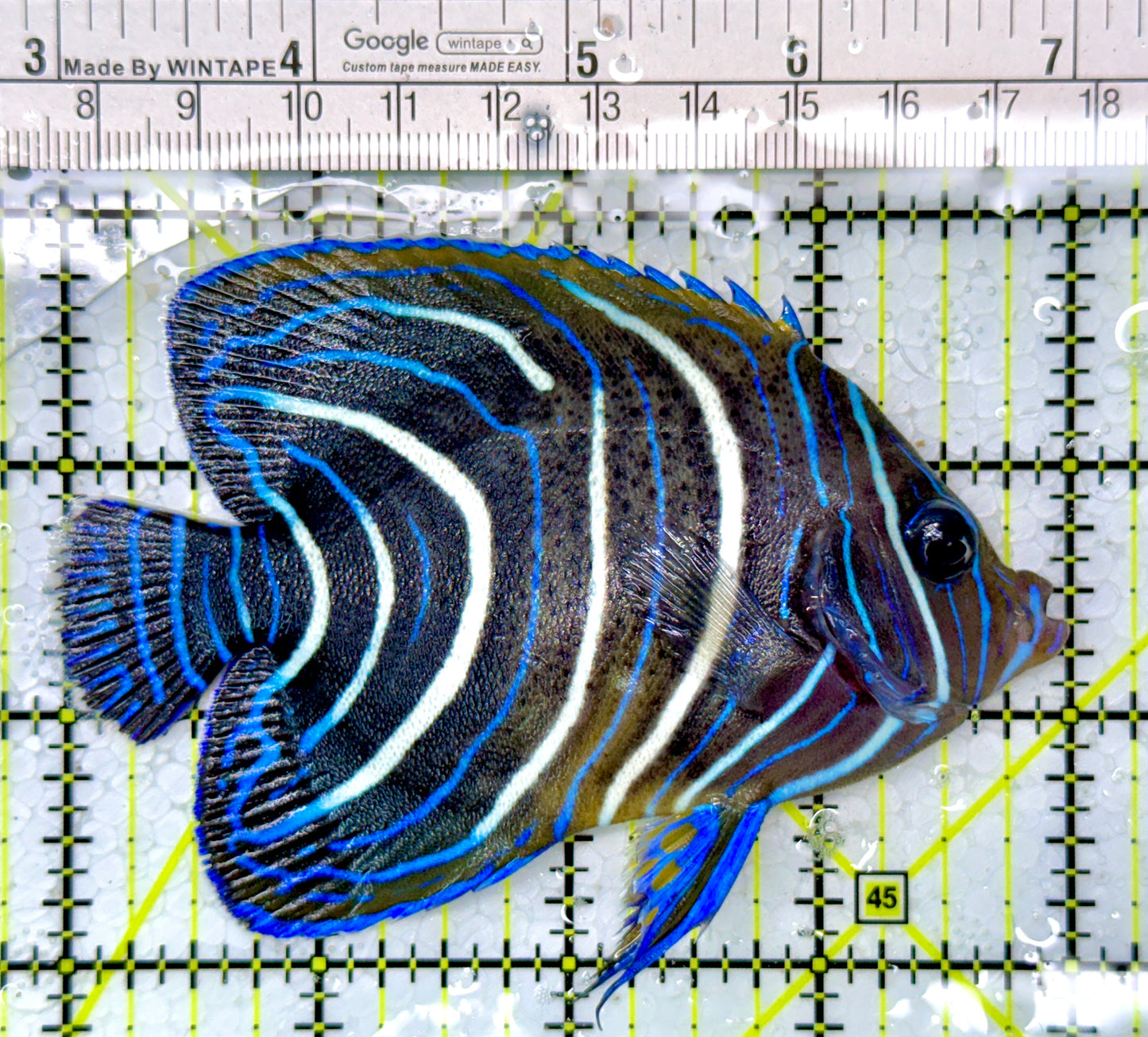 Koran Angelfish Juvenile KAJ111002 WYSIWYG Size: L 4"