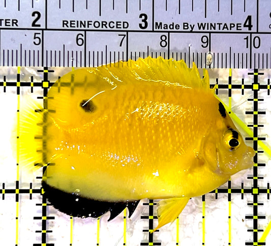 Flagfin Angelfish FA120901 WYSIWYG Size: S 2.25" approx