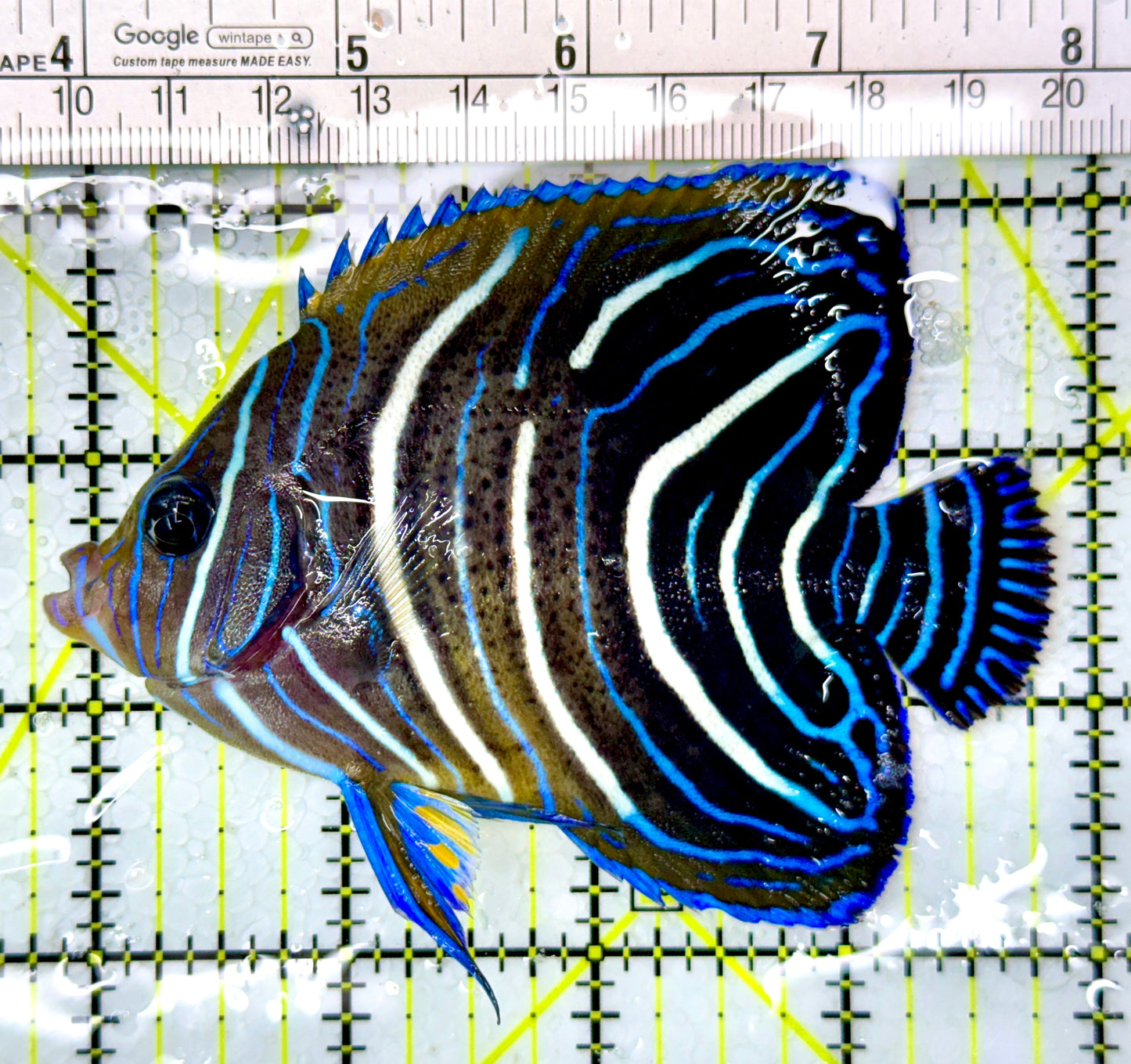 Koran Angelfish Juvenile KAJ111002 WYSIWYG Size: L 4"