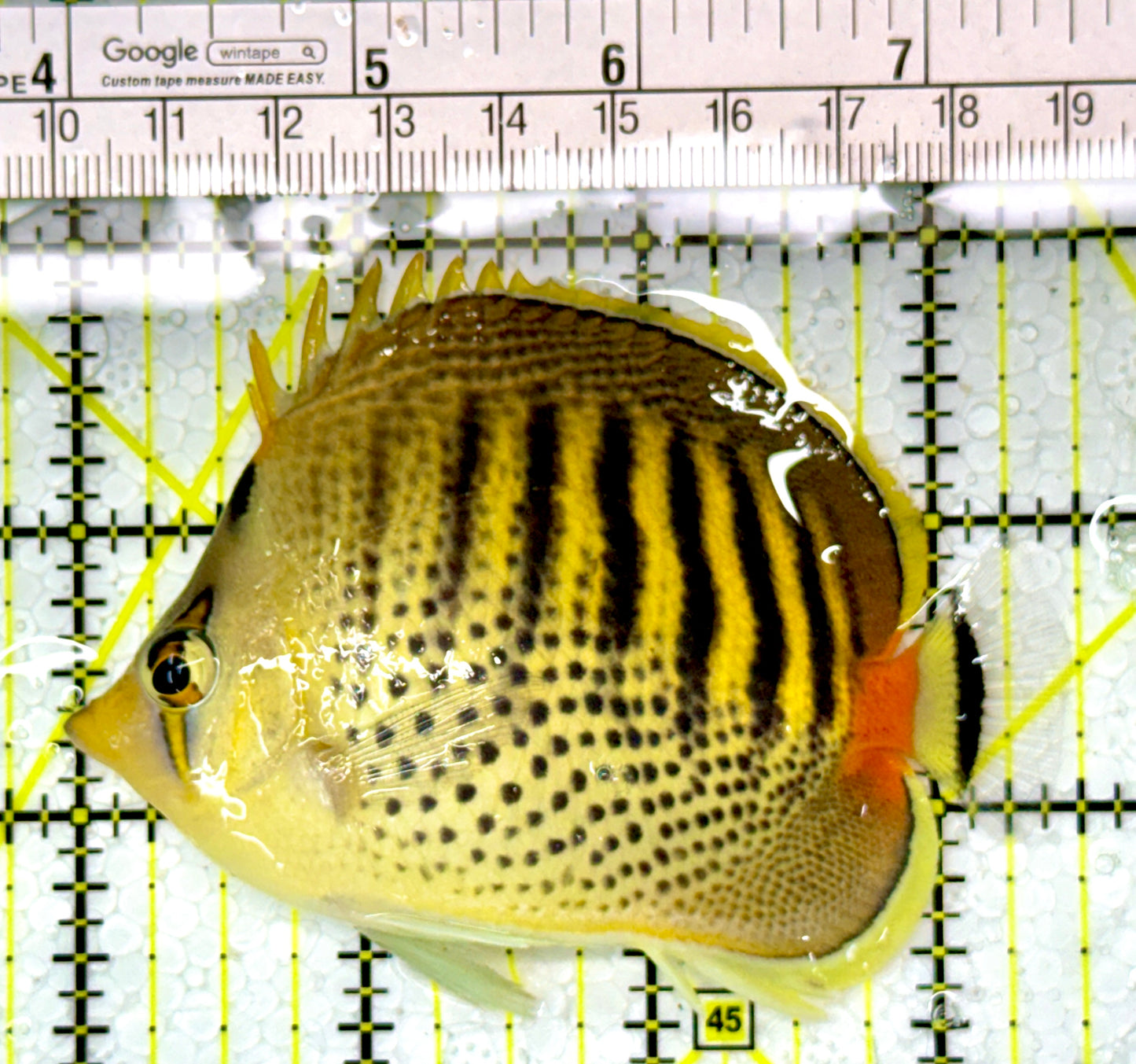 Punctato Butterflyfish PB111001 WYSIWYG Size: L 3.5”