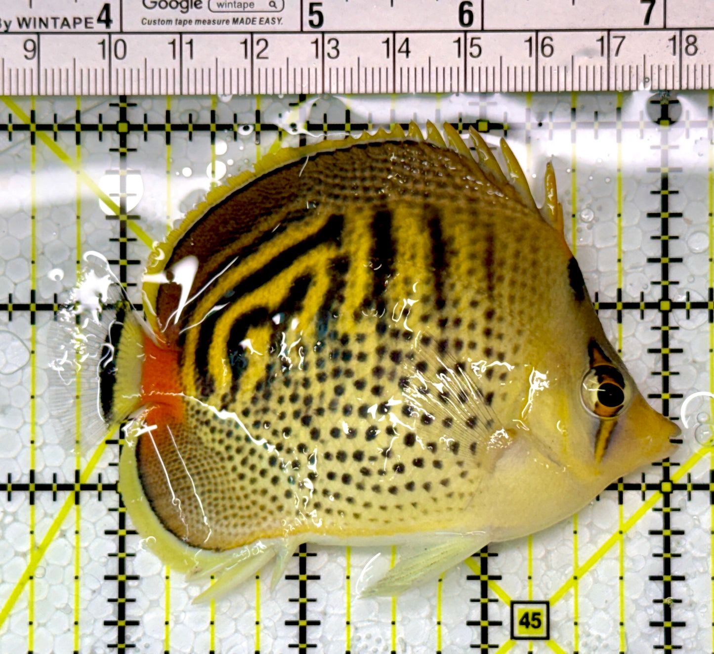 Punctato Butterflyfish PB111001 WYSIWYG Size: L 3.5”