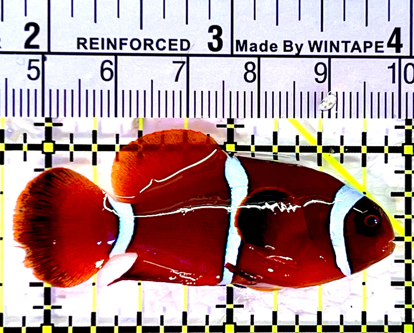 White Stripe Maroon Clownfish WMC120701 WYSIWYG Size: M 2.25"