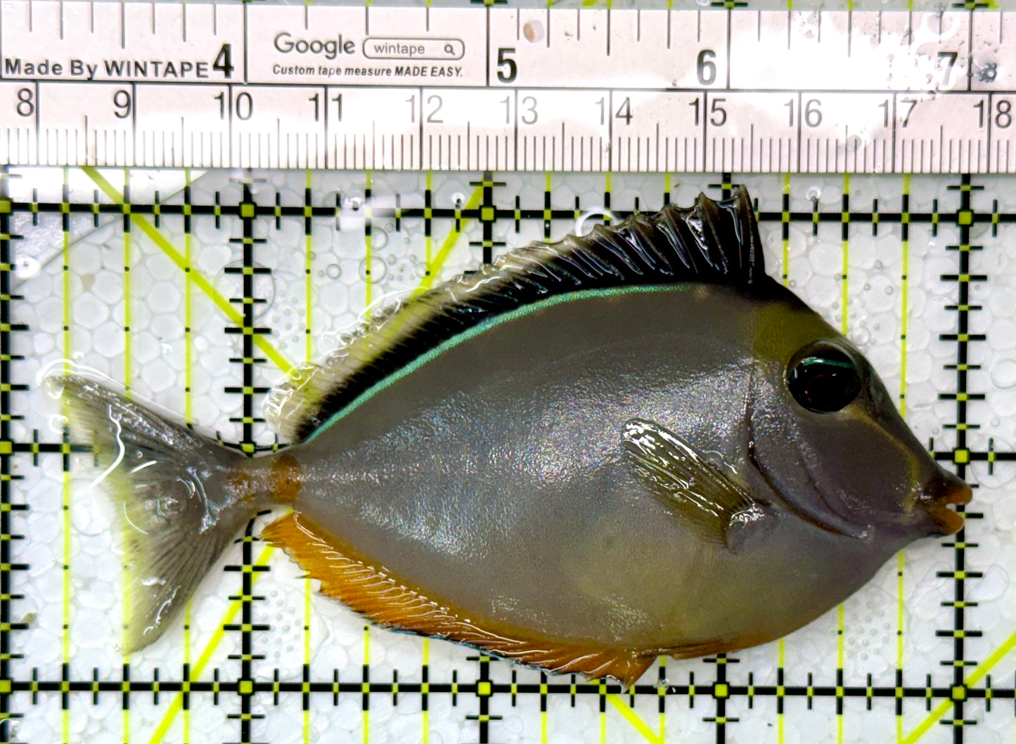 Naso Tang NT111004 WYSIWYG Size: M 3.75"