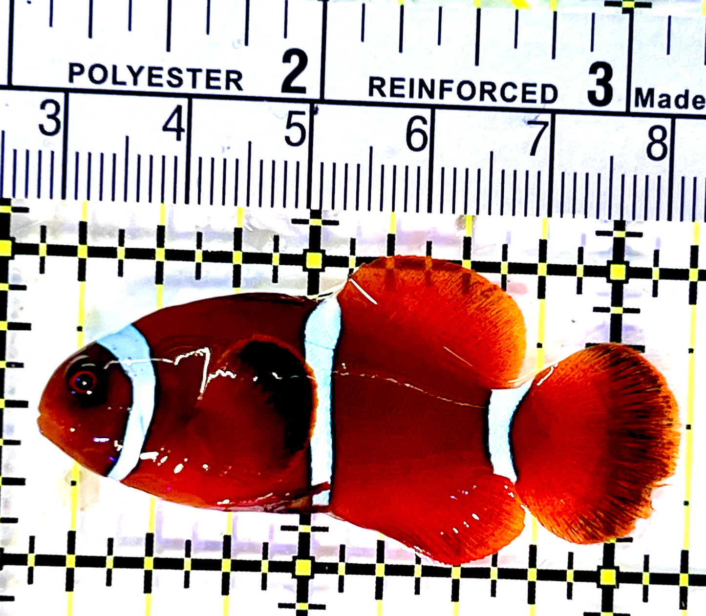 White Stripe Maroon Clownfish WMC120701 WYSIWYG Size: M 2.25"