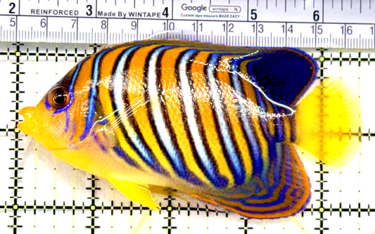Regal Angelfish Sumatra Yellow Belly (Vibrant Color Indo) RASYB100602 WYSIWYG Size: L 4.5" approx