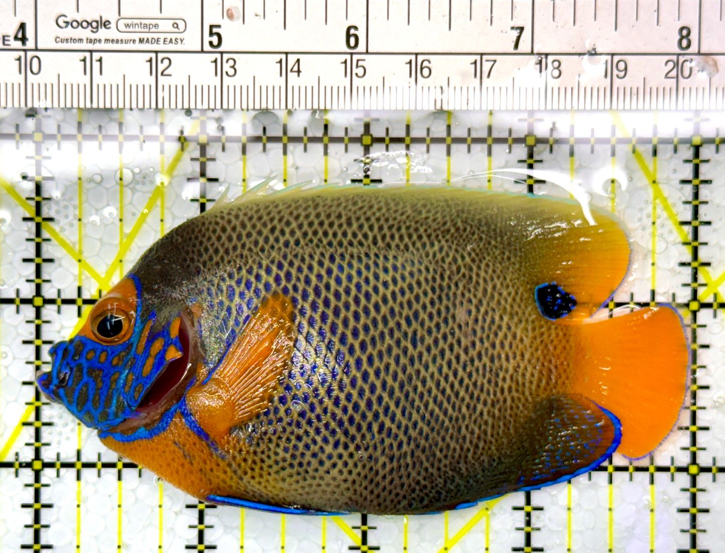 Blueface Angelfish Adult (Sumatra Vibrant Colors) BAA111001 WYSIWYG Size: M 4"