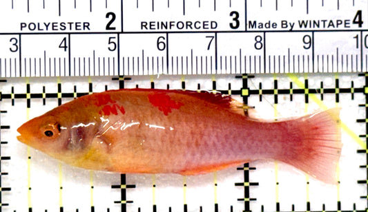 Painted Adornatus Fairy Wrasse PAFW100601 WYSIWYG Size: L 2.75" approx