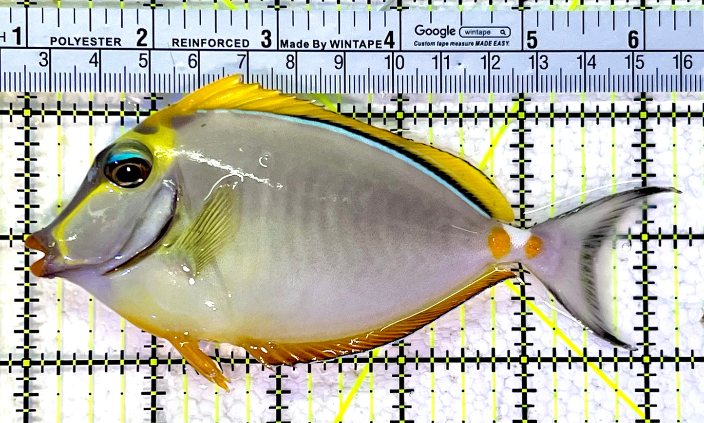 Blonde Naso Tang BNT120802 WYSIWYG Size: ML 5.25"