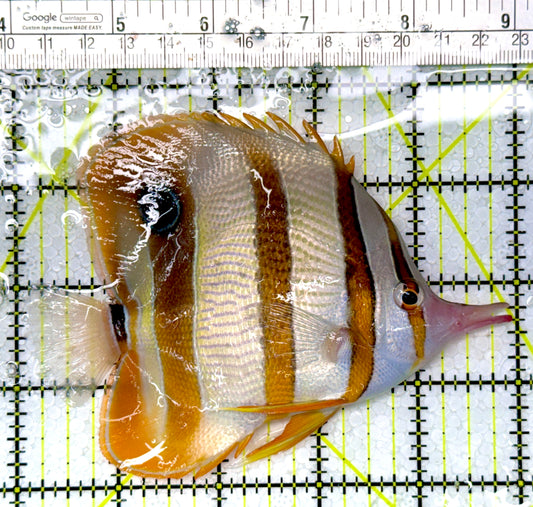 Copperband Butterflyfish CB111002 WYSIWYG Size: XL 5"
