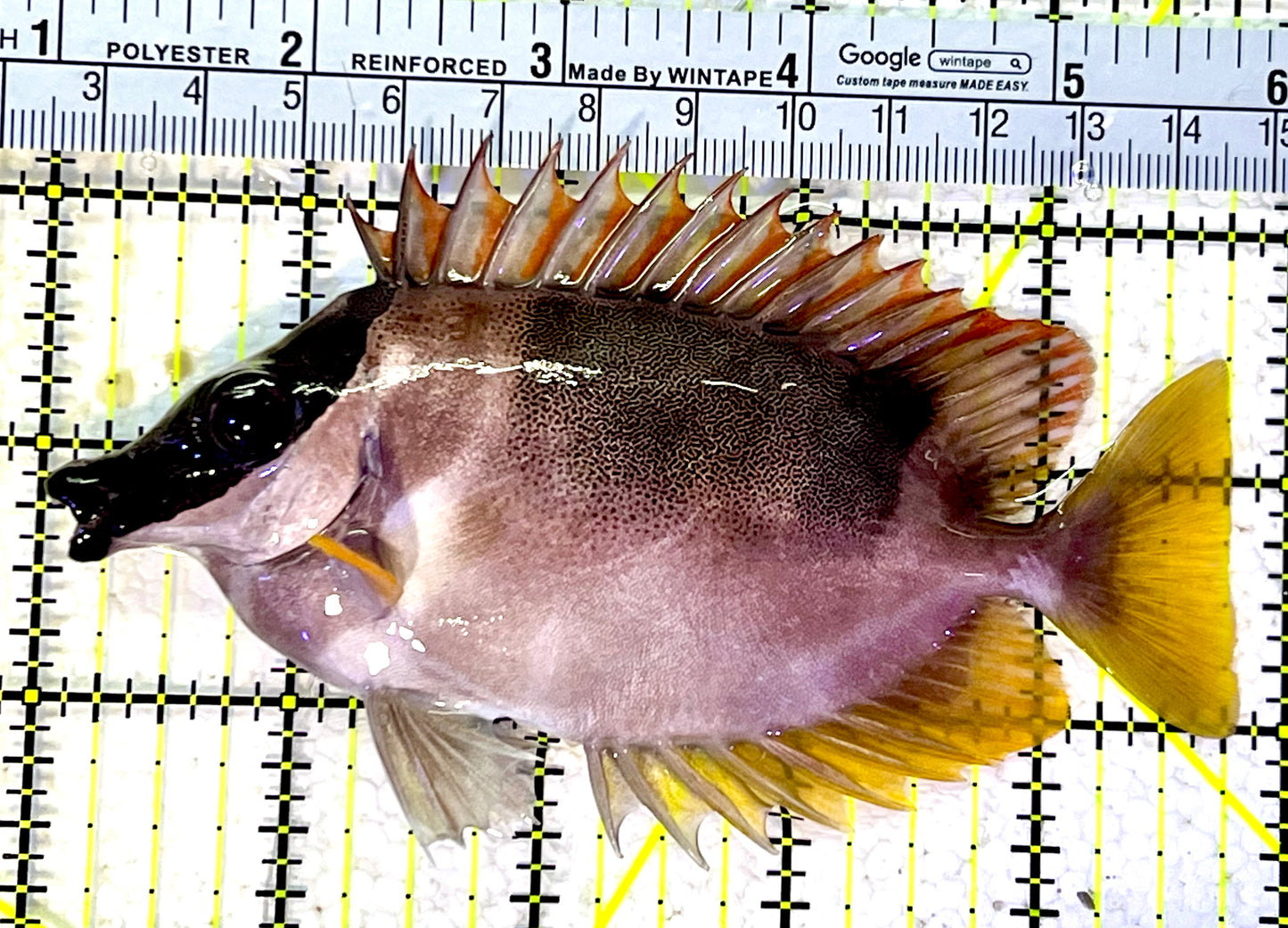 Magnificent Foxface MF120802 WYSIWYG Size : ML 4.75"