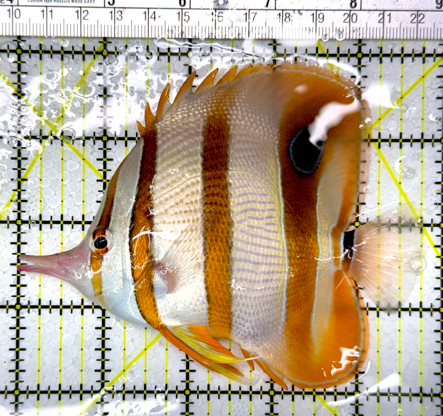 Copperband Butterflyfish CB111002 WYSIWYG Size: XL 5"