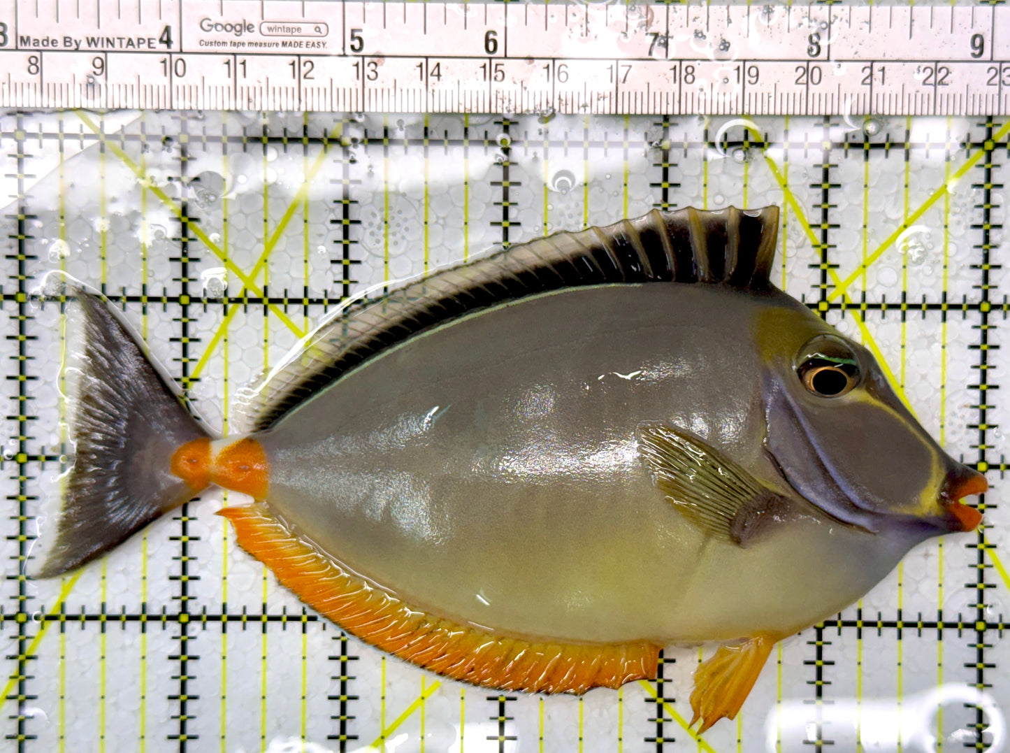 Naso Tang NT111005 WYSIWYG Size: L 6"