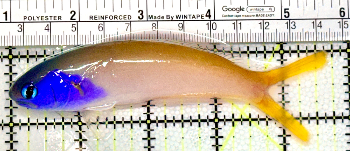 Blueface Tilefish BT100501 WYSIWYG Size: XL 4.75" approx