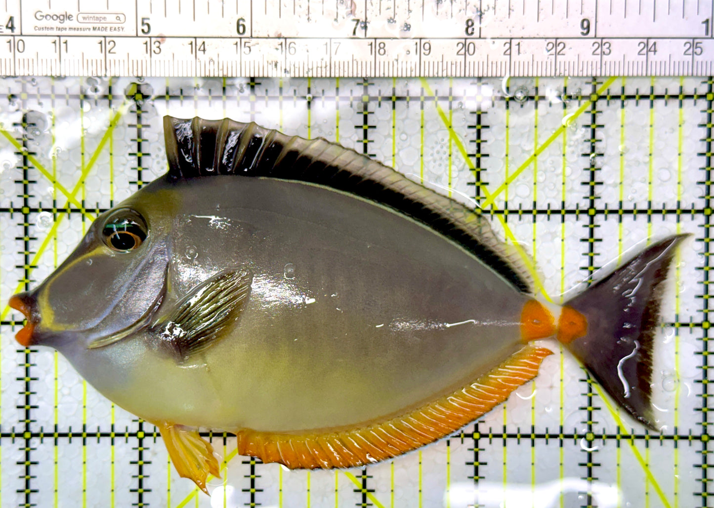 Naso Tang NT111005 WYSIWYG Size: L 6"