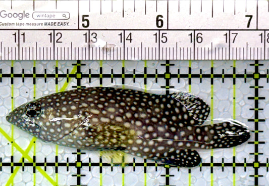 White Spotted Grouper WSG111002 WYSIWYG Size: M 2.75"