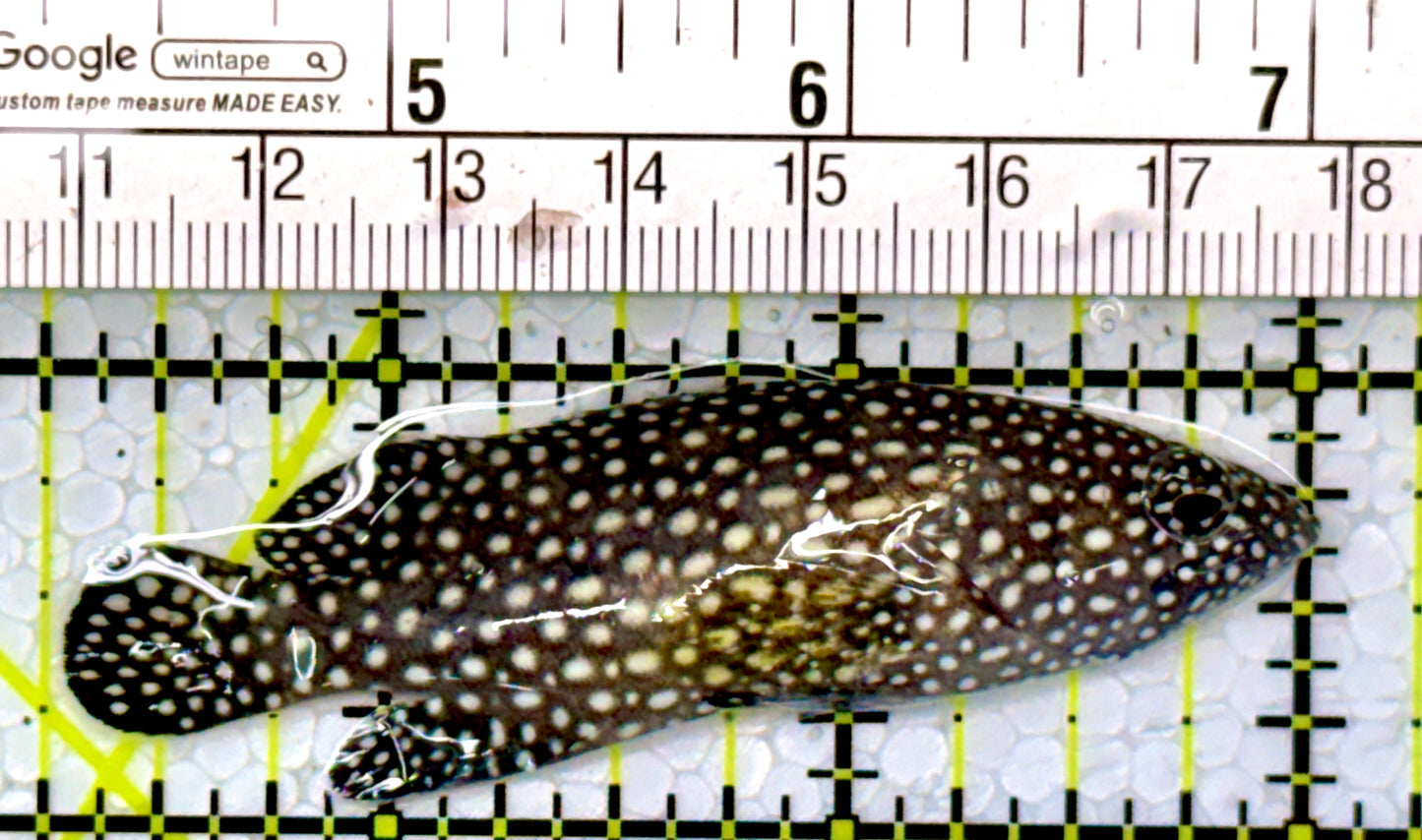 White Spotted Grouper WSG111002 WYSIWYG Size: M 2.75"