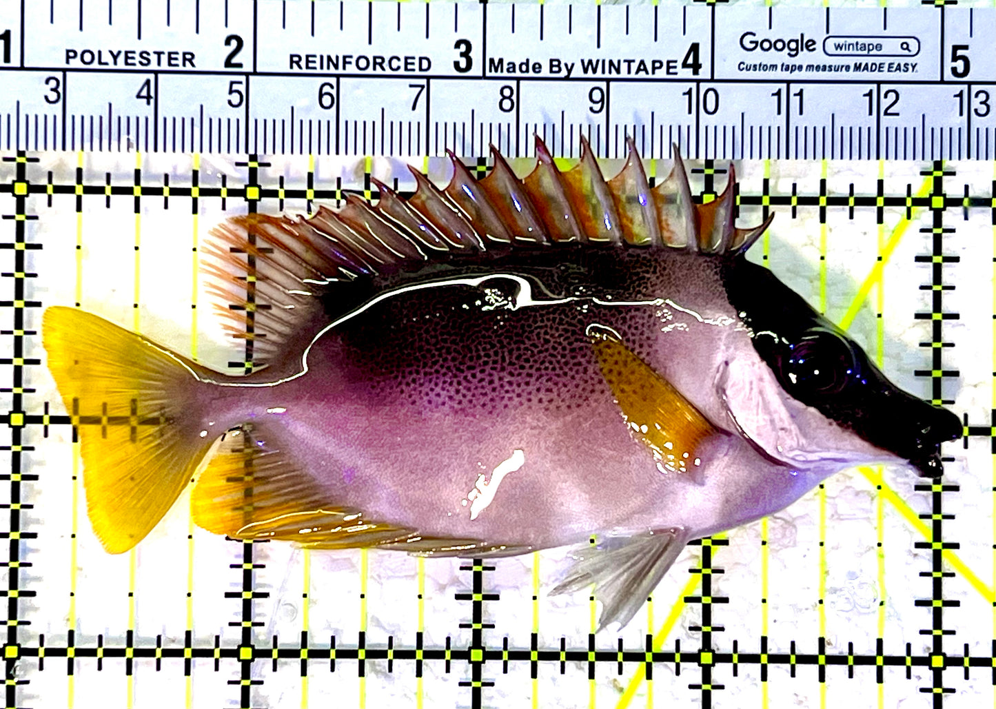 Magnificent Foxface MF120801 WYSIWYG Size : M 4"