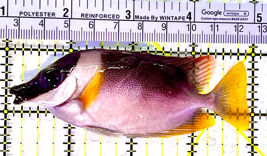 Magnificent Foxface MF120801 WYSIWYG Size : M 4"