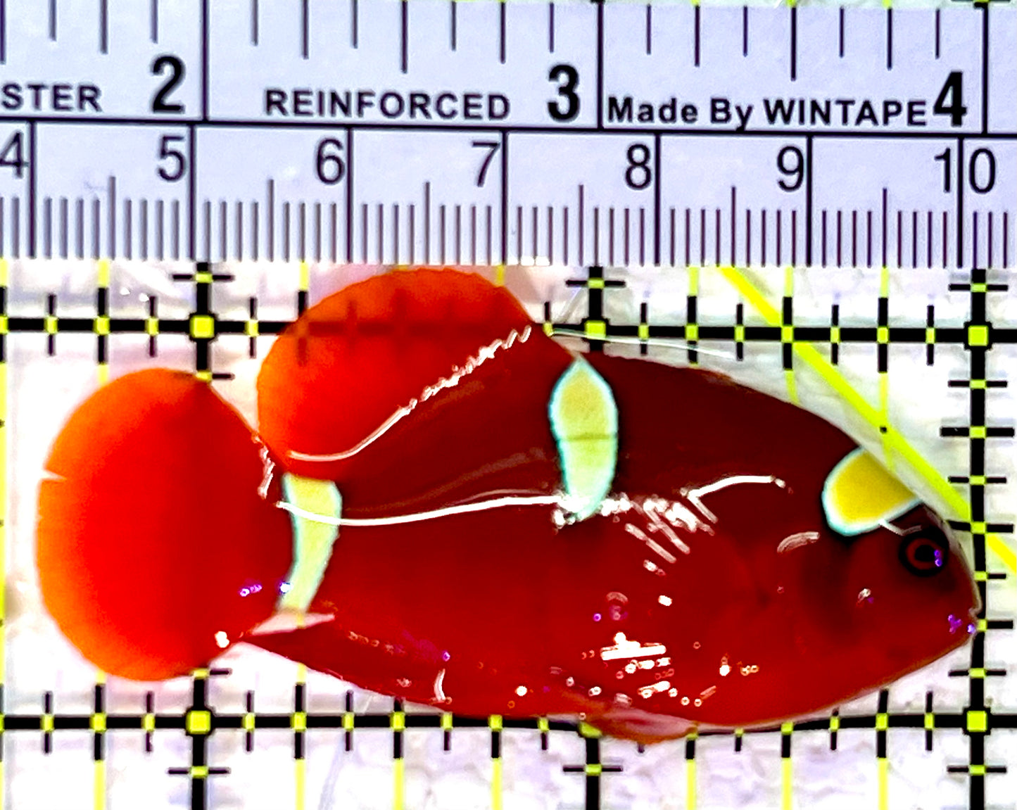 Gold Bar Maroon Clownfish Bali Grade A (Wild Caught) GMC120701 WYSIWYG Size: ML 2.5"