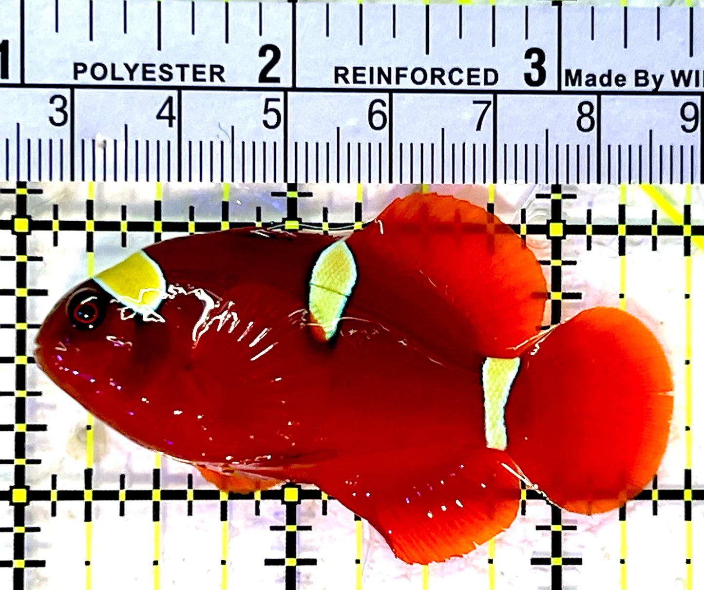 Gold Bar Maroon Clownfish Bali Grade A (Wild Caught) GMC120701 WYSIWYG Size: ML 2.5"