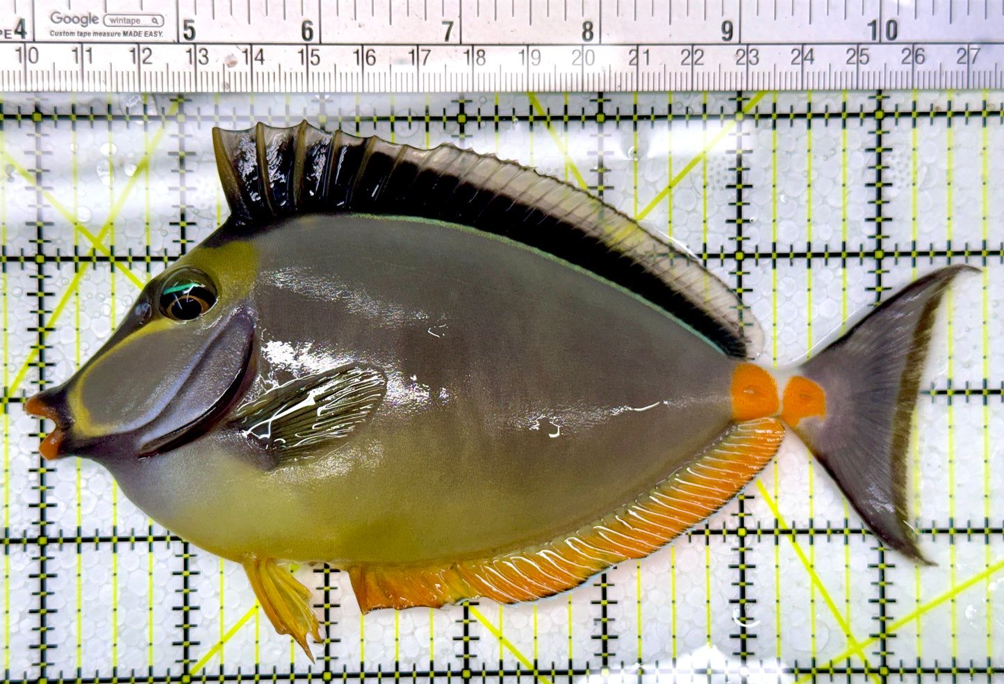 Naso Tang NT111006 WYSIWYG Size: XL 6.75"