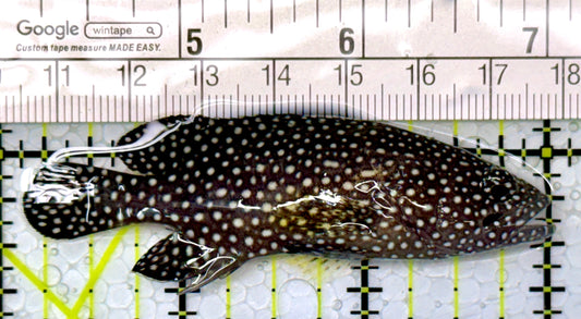 White Spotted Grouper WSG111003 WYSIWYG Size: M 3"