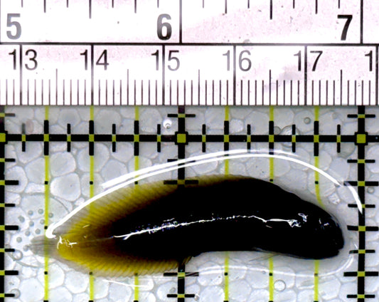 Goldentail Combtooth Blenny GCB111002 WYSIWYG Size: 1.75"