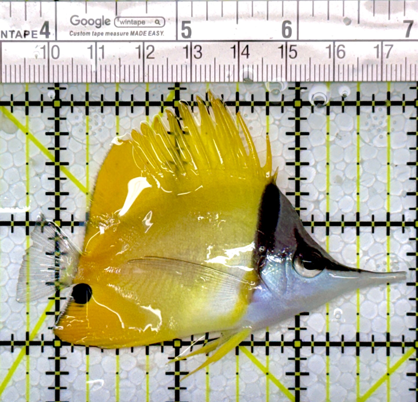 Yellow Longnose Butterflyfish YLB111101 WYSIWYG Size: M 3.25"