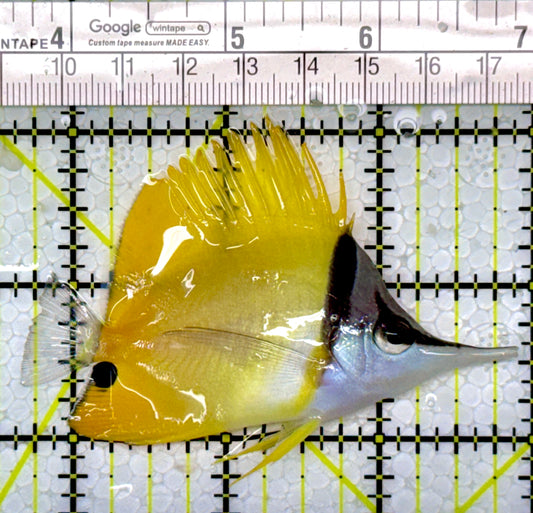 Yellow Longnose Butterflyfish YLB111101 WYSIWYG Size: M 3.25"