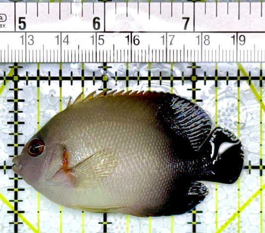 Half Black Vroliki Angelfish HBVA111001 WYSIWYG Size: M 2.5"