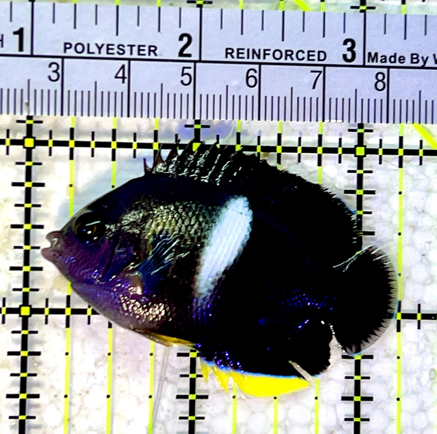 Keyhole Angelfish KA120801 WYSIWYG Size: M 2.25"