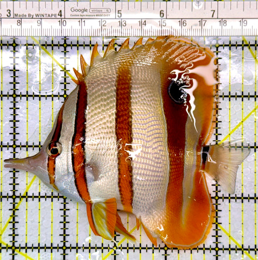 Copperband Butterflyfish CB111001 WYSIWYG Size: XL 4.75"