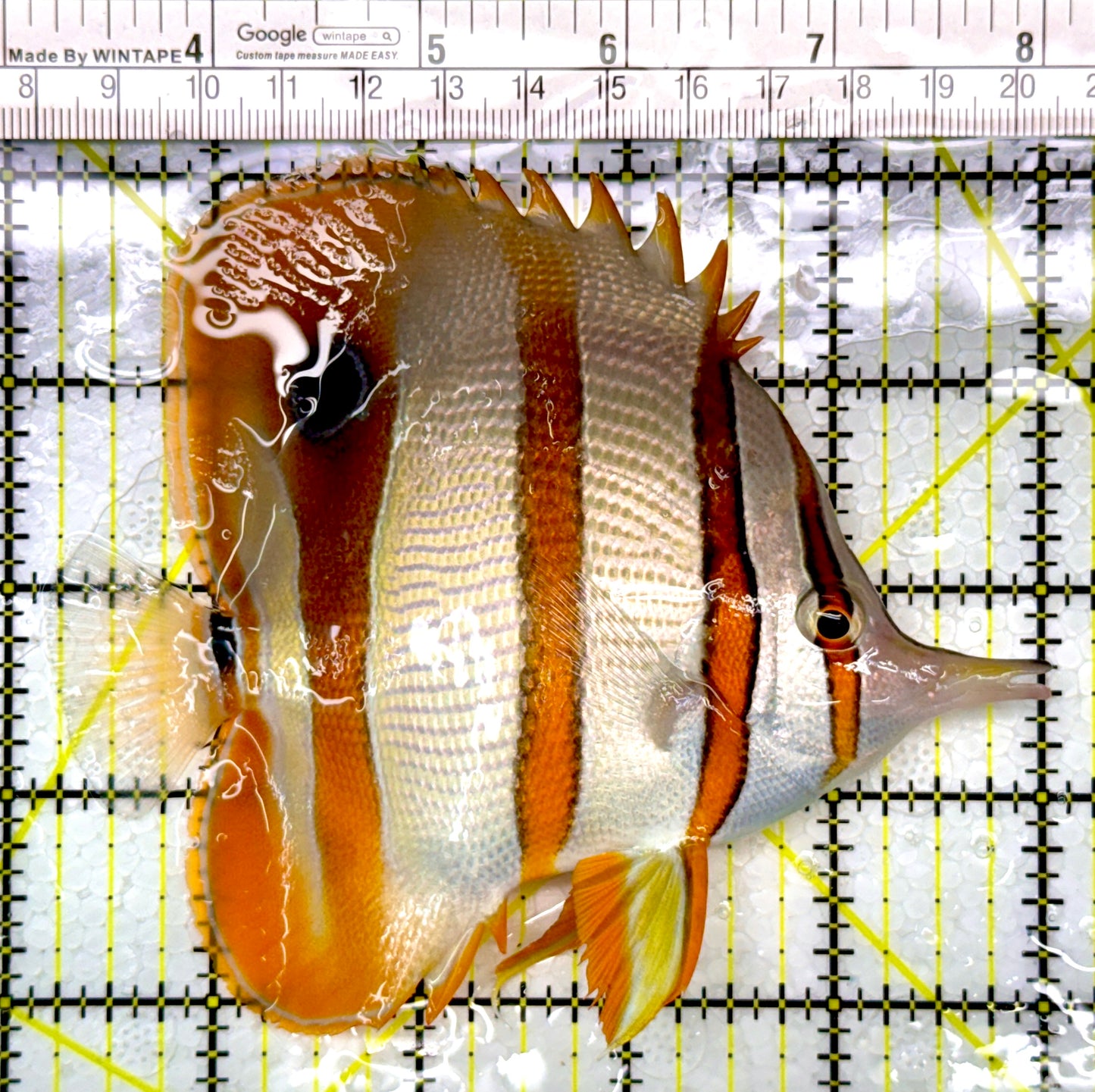 Copperband Butterflyfish CB111001 WYSIWYG Size: XL 4.75"