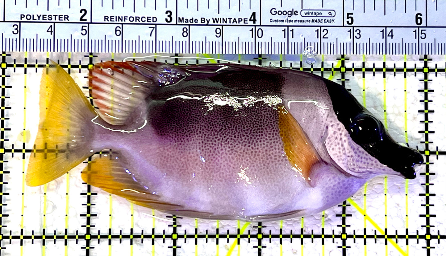 Magnificent Foxface MF120803 WYSIWYG Size : ML 4.75"