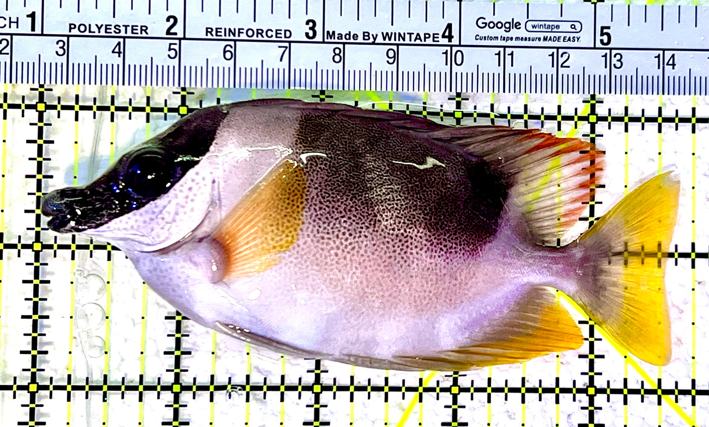 Magnificent Foxface MF120804 WYSIWYG Size : ML 4.75"