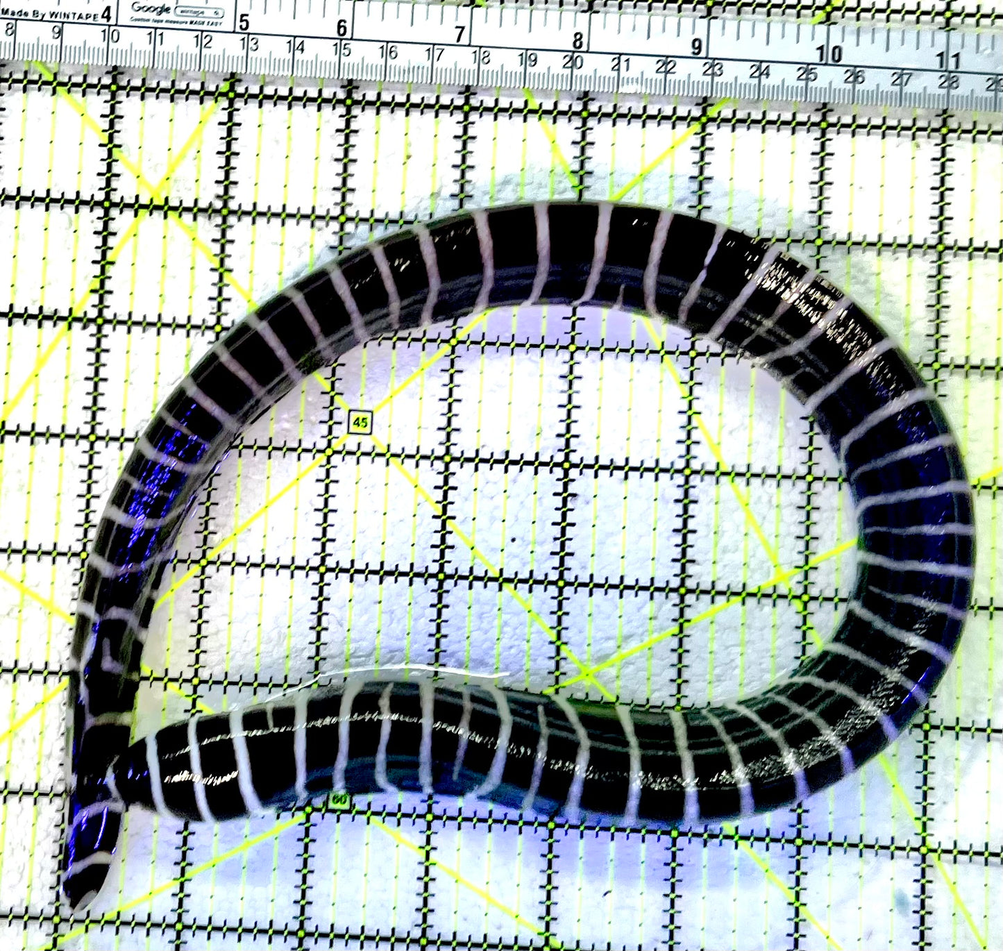 Zebra Moray Eel ZME120801 WYSIWYG Size: L 22"  (Somewhat Thick in Diameter)