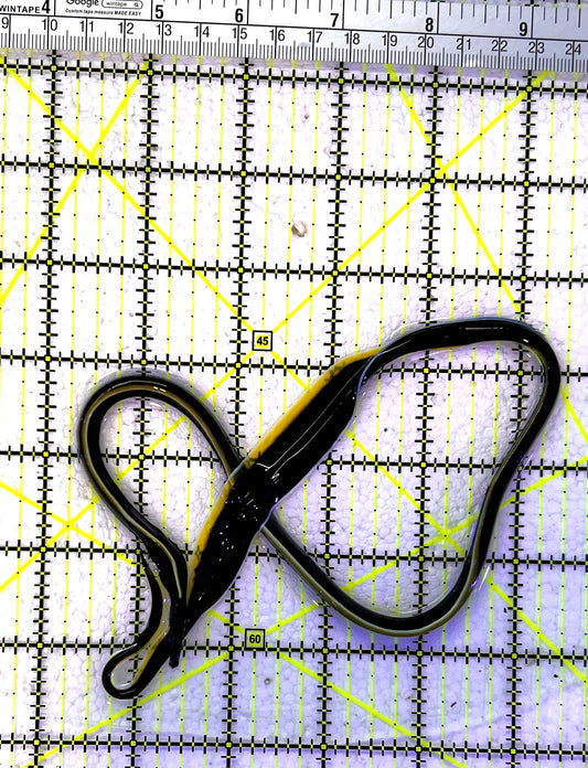 Black Ribbon Eel BRE120901 WYSIWYG Size: S 15" approx