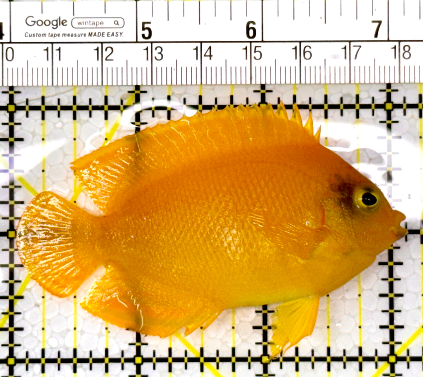 Herald's Angelfish HA111001 WYSIWYG Size: L 3.25"